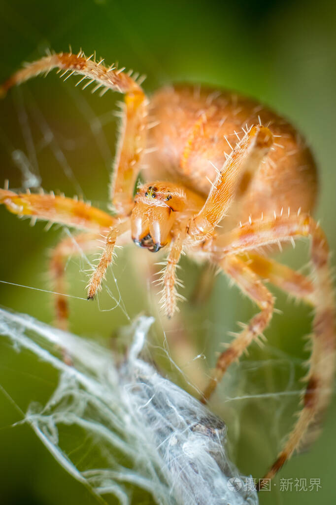 大蜘蛛杀毒手机破解版(大蜘蛛杀毒安卓版序列号2021)-第2张图片-QuickQ官网