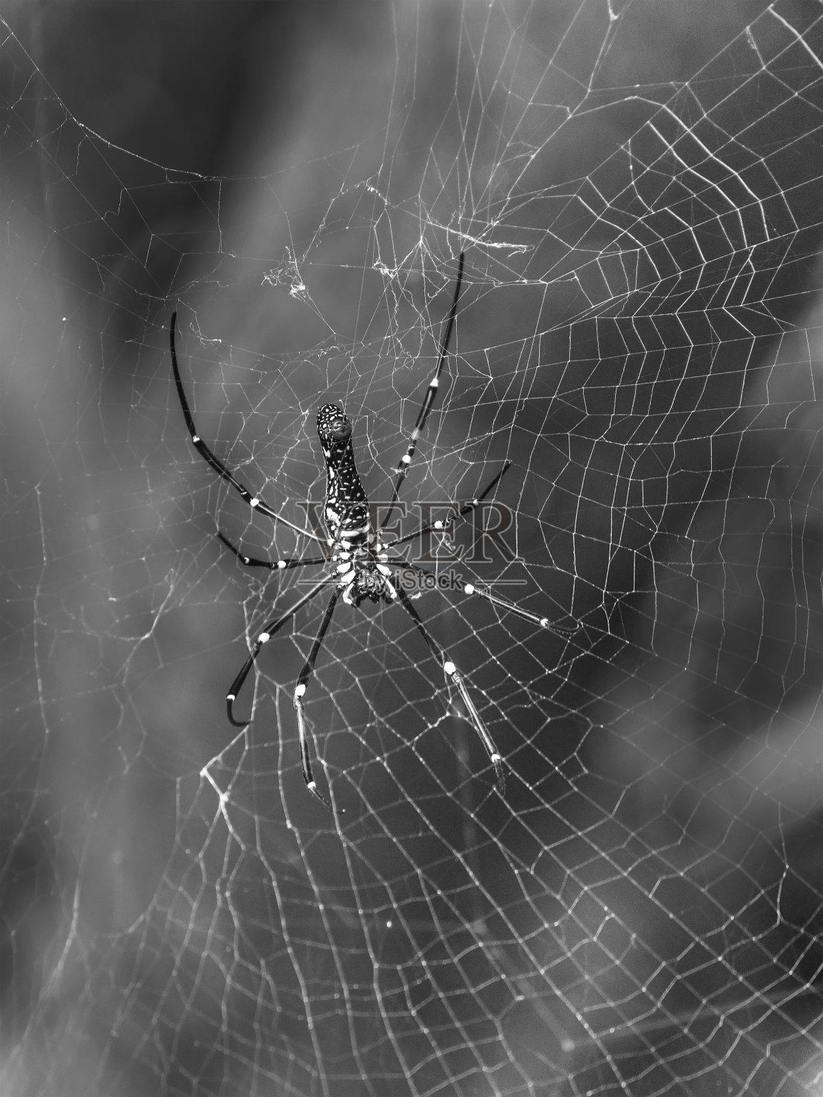 大蜘蛛杀毒手机破解版(大蜘蛛杀毒安卓版序列号2021)-第5张图片-QuickQ官网