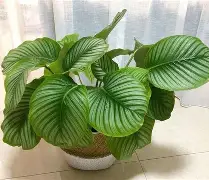 免费青苹果live苹果版的简单介绍-第4张图片-QuickQ官网 免费青苹果live苹果版的简单介绍-第4张图片-QuickQ官网