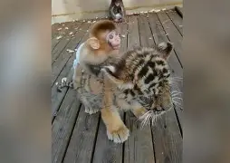 方舟手机版猴子在哪(方舟生存进化手机版猴子怎么驯服)-第2张图片-QuickQ官网 方舟手机版猴子在哪(方舟生存进化手机版猴子怎么驯服)-第2张图片-QuickQ官网